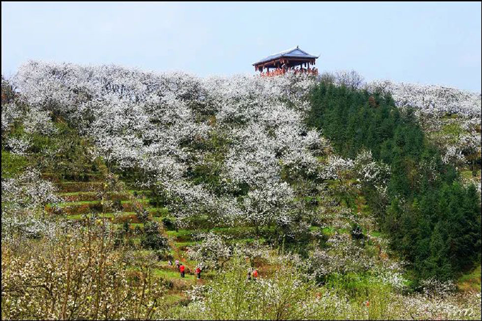 【春天，广西桂林灌阳县向您发出邀请！】我们在灌阳看梨花 - 游山玩水 - 合肥生活社区 - 合肥28生活网 hf.28life.net