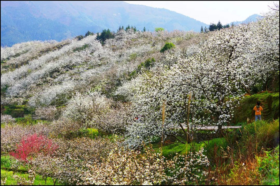 【春天，广西桂林灌阳县向您发出邀请！】我们在灌阳看梨花 - 游山玩水 - 合肥生活社区 - 合肥28生活网 hf.28life.net