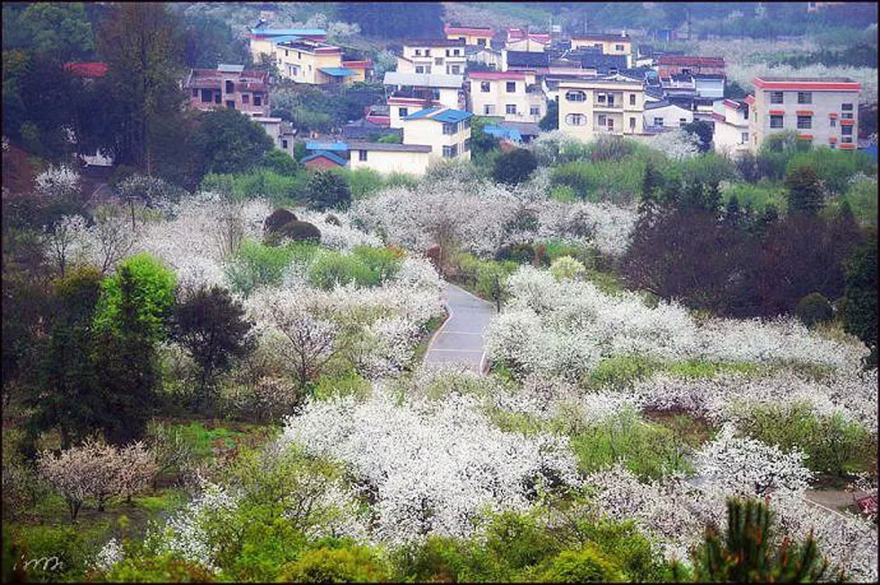 【春天，广西桂林灌阳县向您发出邀请！】我们在灌阳看梨花 - 游山玩水 - 合肥生活社区 - 合肥28生活网 hf.28life.net
