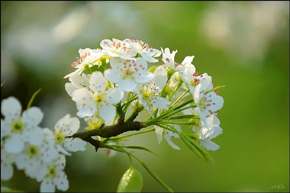 【春天，广西桂林灌阳县向您发出邀请！】我们在灌阳看梨花 - 游山玩水 - 合肥生活社区 - 合肥28生活网 hf.28life.net