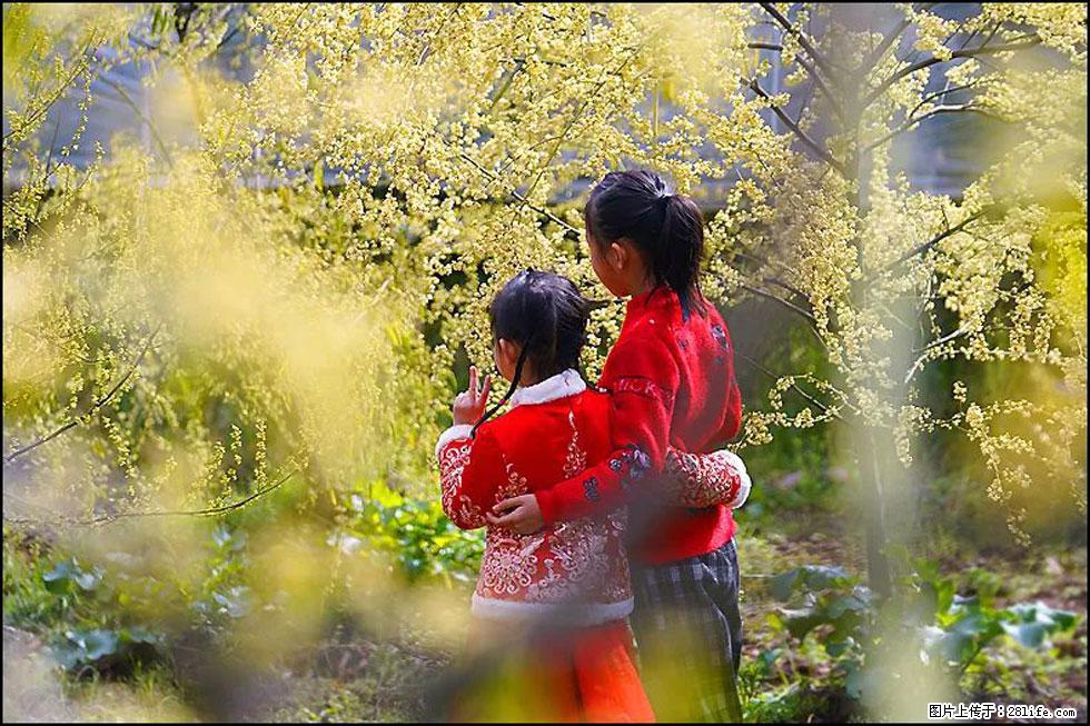 【春天，广西桂林灌阳县向您发出邀请！】米珠山前有片山苍子花在飘香 - 游山玩水 - 合肥生活社区 - 合肥28生活网 hf.28life.net