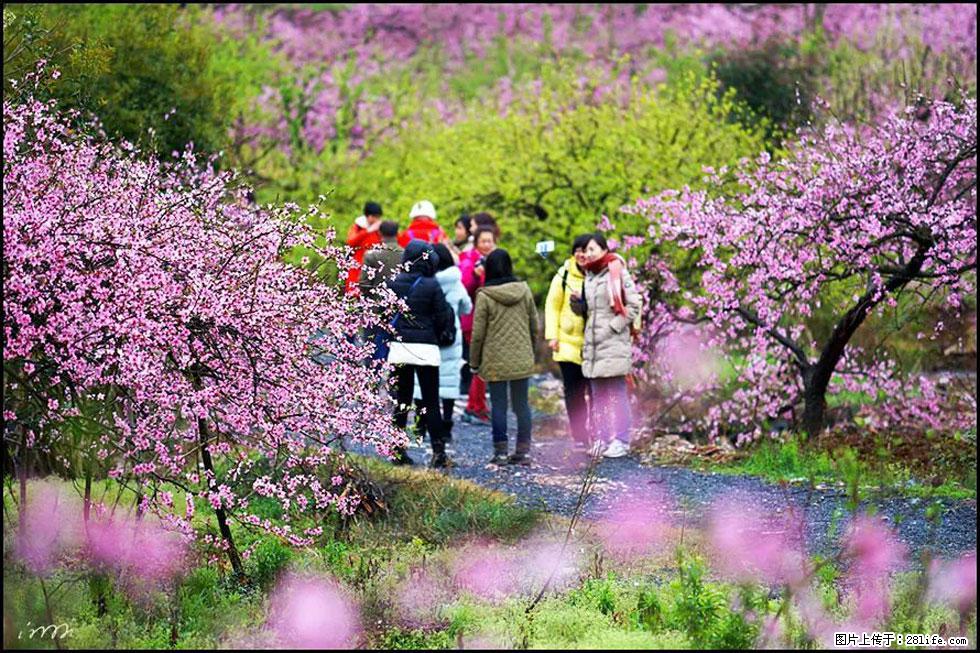 【春天，广西桂林灌阳县向您发出邀请！】官庄村有个醉美的桃花园 - 游山玩水 - 合肥生活社区 - 合肥28生活网 hf.28life.net