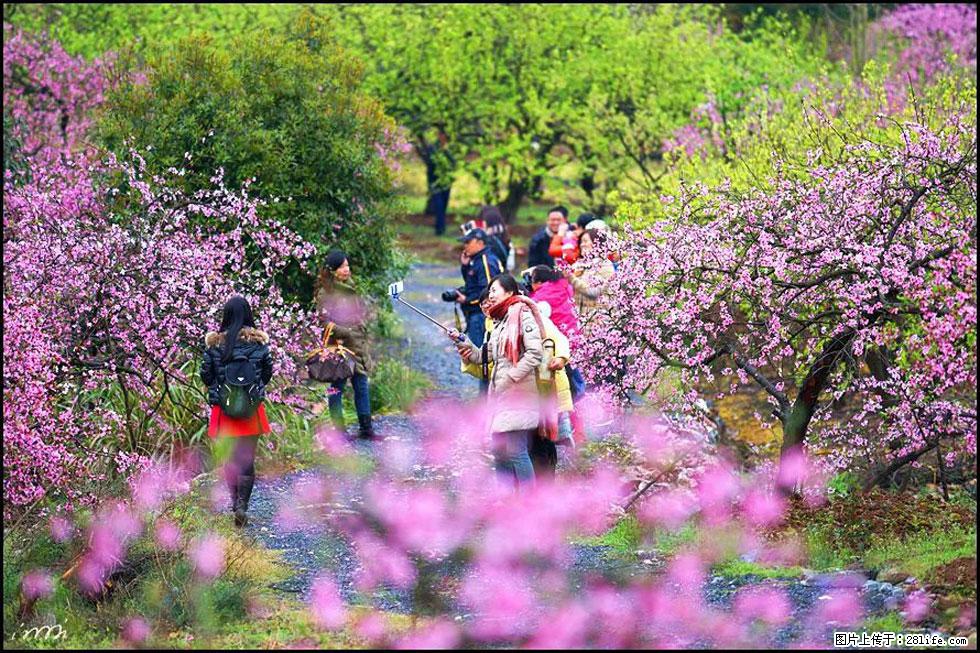 【春天，广西桂林灌阳县向您发出邀请！】官庄村有个醉美的桃花园 - 游山玩水 - 合肥生活社区 - 合肥28生活网 hf.28life.net