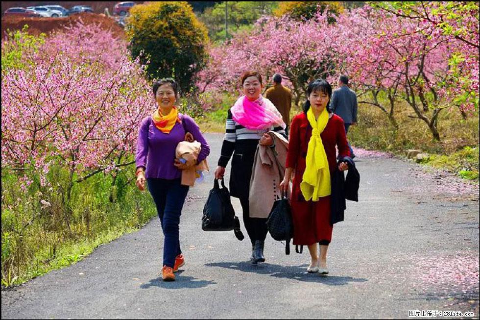 【春天，广西桂林灌阳县向您发出邀请！】官庄村有个醉美的桃花园 - 游山玩水 - 合肥生活社区 - 合肥28生活网 hf.28life.net