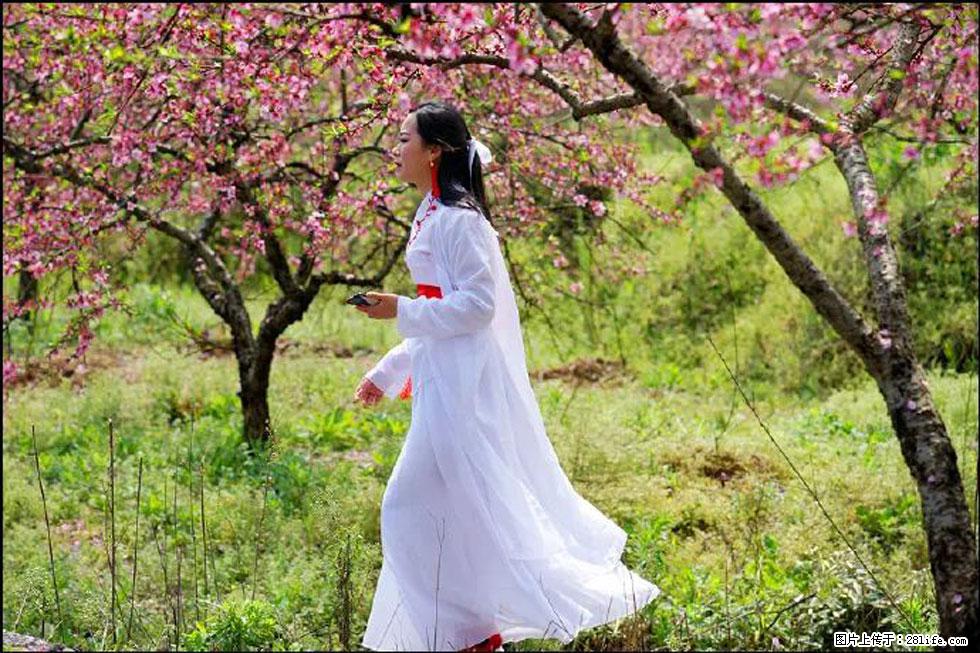 【春天，广西桂林灌阳县向您发出邀请！】官庄村有个醉美的桃花园 - 游山玩水 - 合肥生活社区 - 合肥28生活网 hf.28life.net