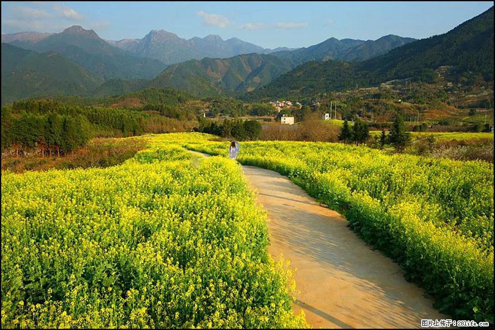 【春天，广西桂林灌阳县向您发出邀请！】长坪村油菜盛情花开 - 游山玩水 - 合肥生活社区 - 合肥28生活网 hf.28life.net