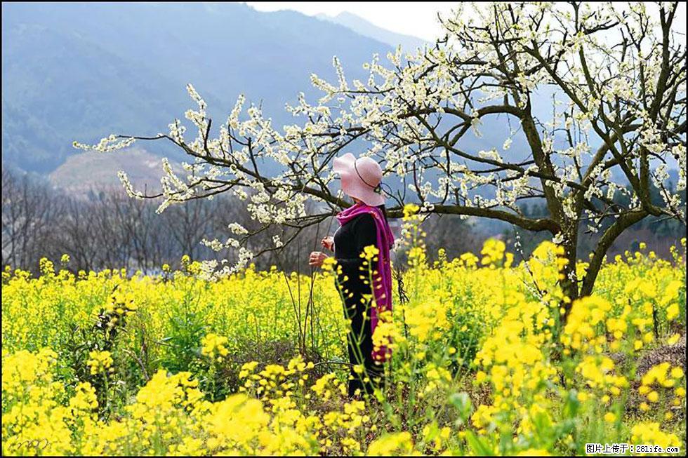 【春天，广西桂林灌阳县向您发出邀请！】长坪村油菜盛情花开 - 游山玩水 - 合肥生活社区 - 合肥28生活网 hf.28life.net