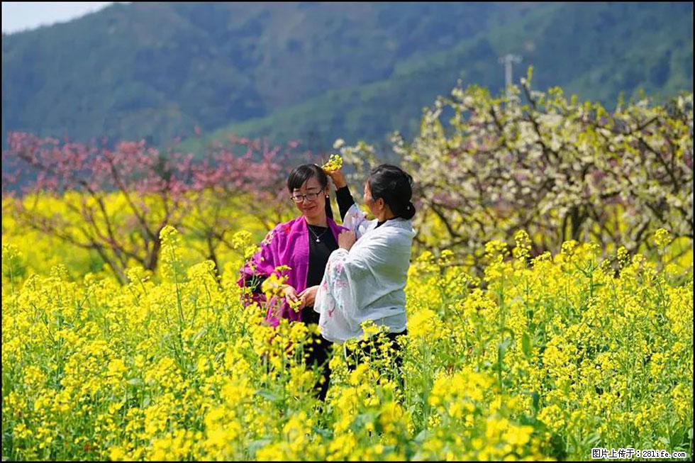 【春天，广西桂林灌阳县向您发出邀请！】长坪村油菜盛情花开 - 游山玩水 - 合肥生活社区 - 合肥28生活网 hf.28life.net