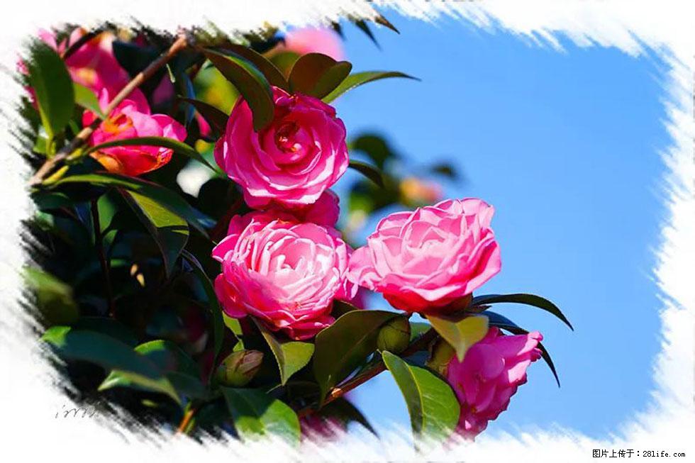 【春天，广西桂林灌阳县向您发出邀请！】杨柳井茶花惹人爱 - 游山玩水 - 合肥生活社区 - 合肥28生活网 hf.28life.net