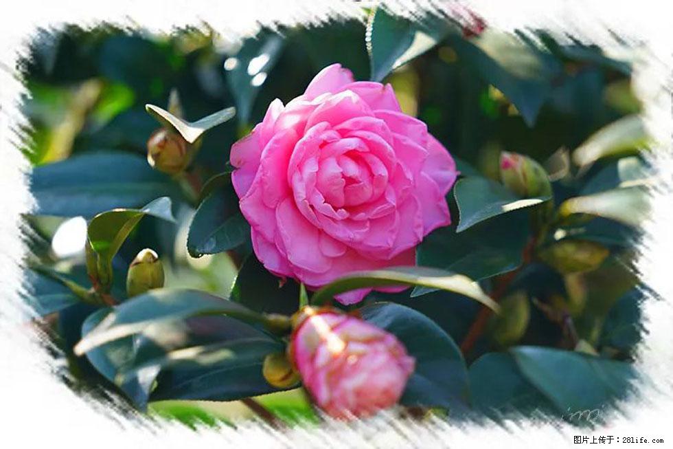 【春天，广西桂林灌阳县向您发出邀请！】杨柳井茶花惹人爱 - 游山玩水 - 合肥生活社区 - 合肥28生活网 hf.28life.net