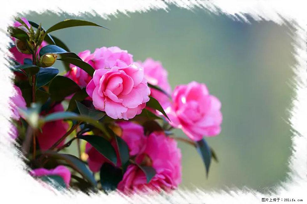 【春天，广西桂林灌阳县向您发出邀请！】杨柳井茶花惹人爱 - 游山玩水 - 合肥生活社区 - 合肥28生活网 hf.28life.net