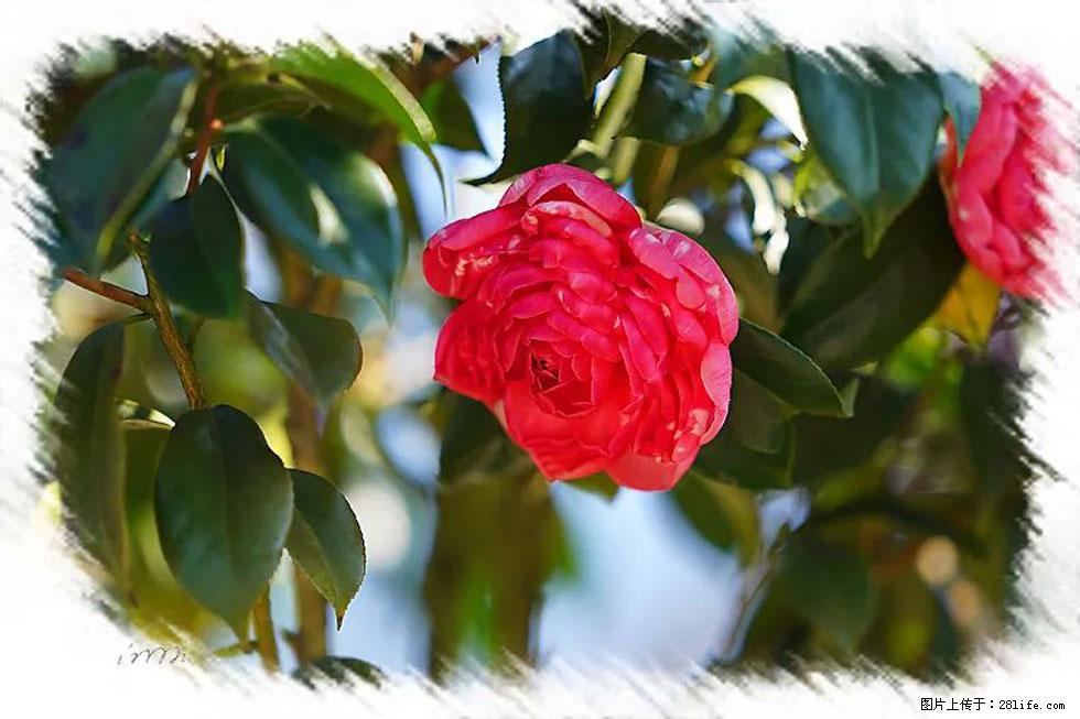 【春天，广西桂林灌阳县向您发出邀请！】杨柳井茶花惹人爱 - 游山玩水 - 合肥生活社区 - 合肥28生活网 hf.28life.net