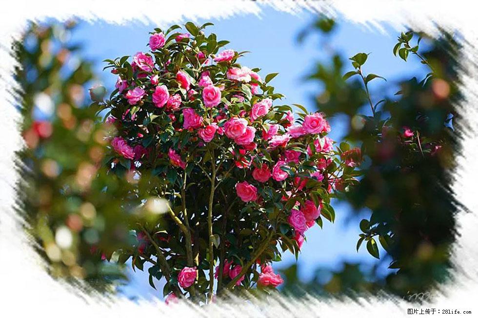 【春天，广西桂林灌阳县向您发出邀请！】杨柳井茶花惹人爱 - 游山玩水 - 合肥生活社区 - 合肥28生活网 hf.28life.net