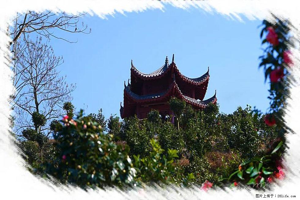【春天，广西桂林灌阳县向您发出邀请！】杨柳井茶花惹人爱 - 游山玩水 - 合肥生活社区 - 合肥28生活网 hf.28life.net