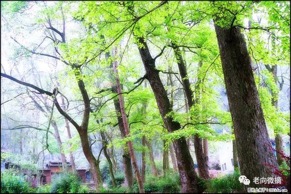 【春天，广西桂林灌阳县向您发出邀请！】在小龙村与春天约会 - 游山玩水 - 合肥生活社区 - 合肥28生活网 hf.28life.net