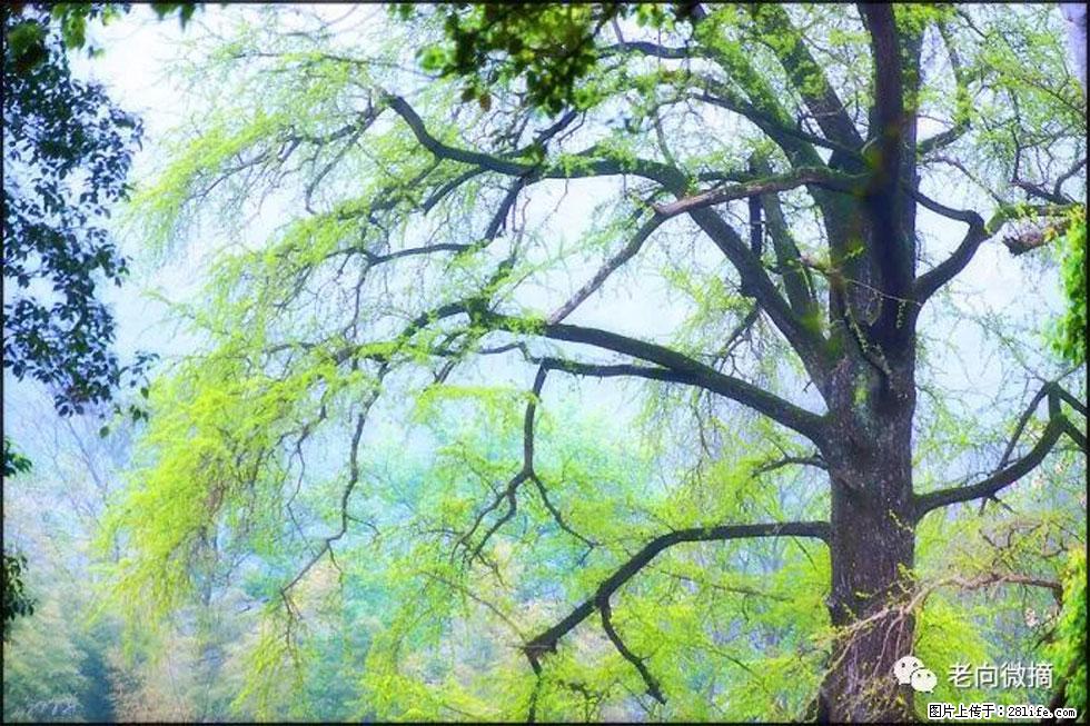 【春天，广西桂林灌阳县向您发出邀请！】在小龙村与春天约会 - 游山玩水 - 合肥生活社区 - 合肥28生活网 hf.28life.net