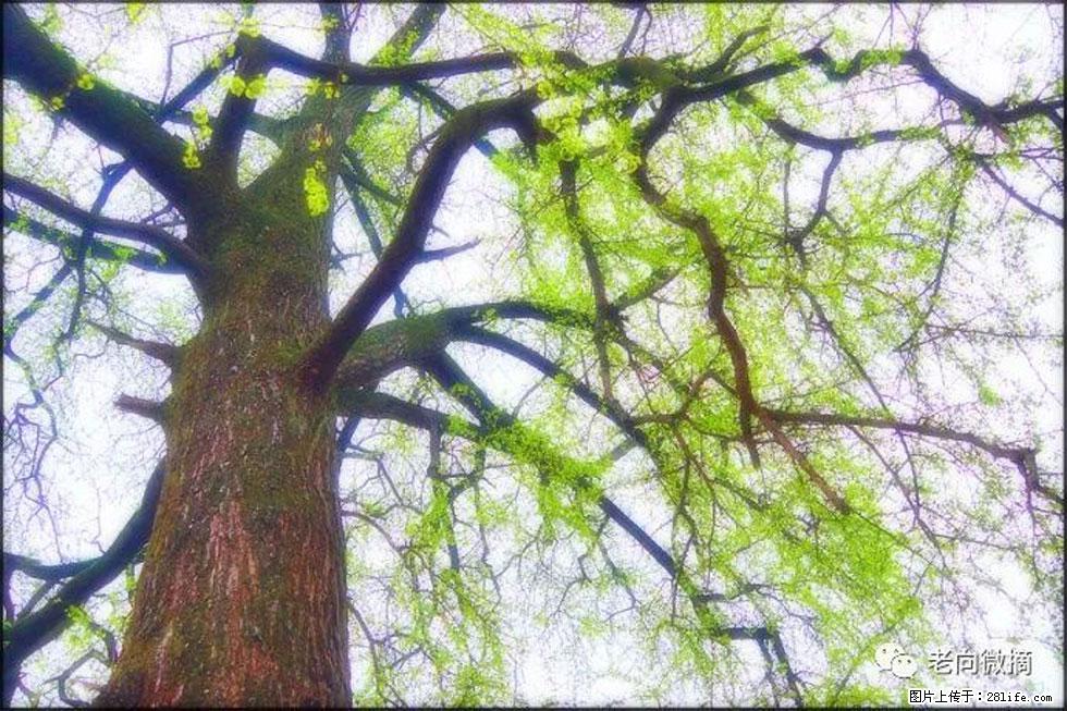 【春天，广西桂林灌阳县向您发出邀请！】在小龙村与春天约会 - 游山玩水 - 合肥生活社区 - 合肥28生活网 hf.28life.net