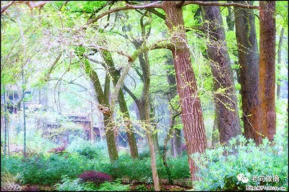 【春天，广西桂林灌阳县向您发出邀请！】在小龙村与春天约会 - 游山玩水 - 合肥生活社区 - 合肥28生活网 hf.28life.net