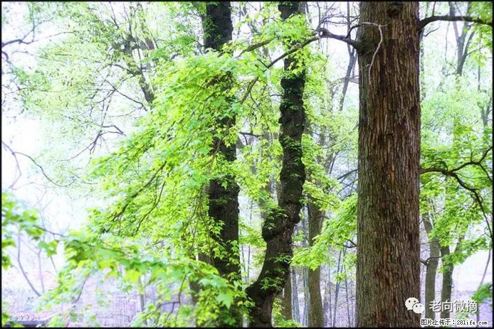 【春天，广西桂林灌阳县向您发出邀请！】在小龙村与春天约会 - 游山玩水 - 合肥生活社区 - 合肥28生活网 hf.28life.net