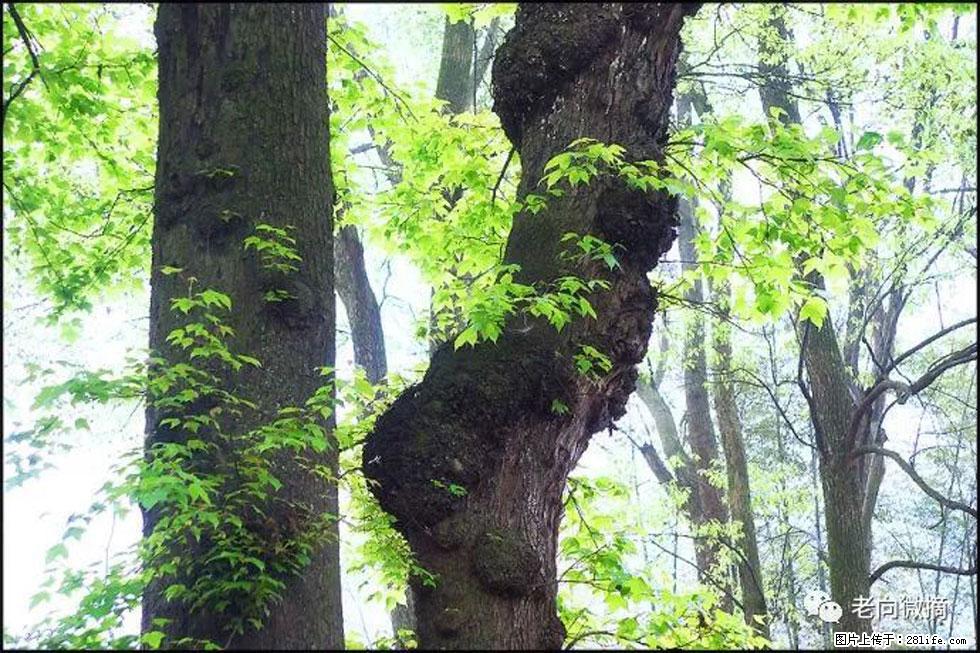 【春天，广西桂林灌阳县向您发出邀请！】在小龙村与春天约会 - 游山玩水 - 合肥生活社区 - 合肥28生活网 hf.28life.net