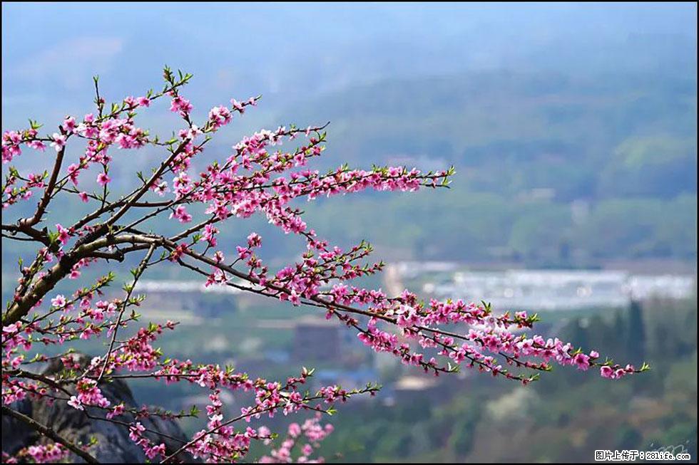 【春天，广西桂林灌阳县向您发出邀请！】望月岭上桃花开 - 游山玩水 - 合肥生活社区 - 合肥28生活网 hf.28life.net