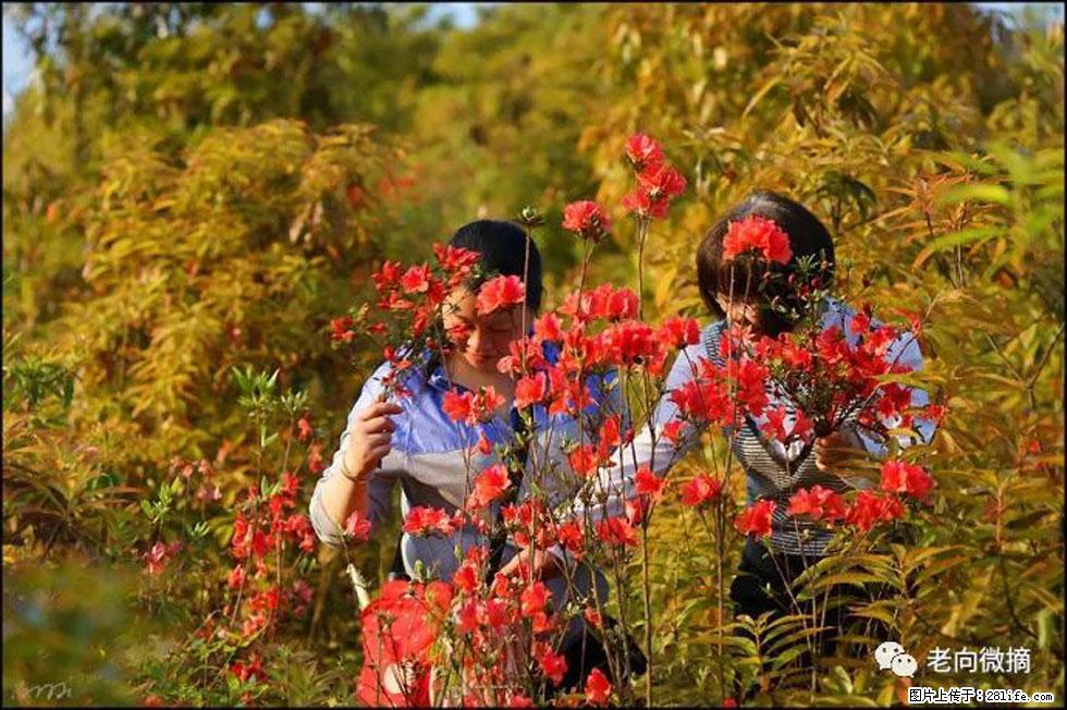 【春天，广西桂林灌阳县向您发出邀请！】登麒麟山，相约映山红 - 游山玩水 - 合肥生活社区 - 合肥28生活网 hf.28life.net