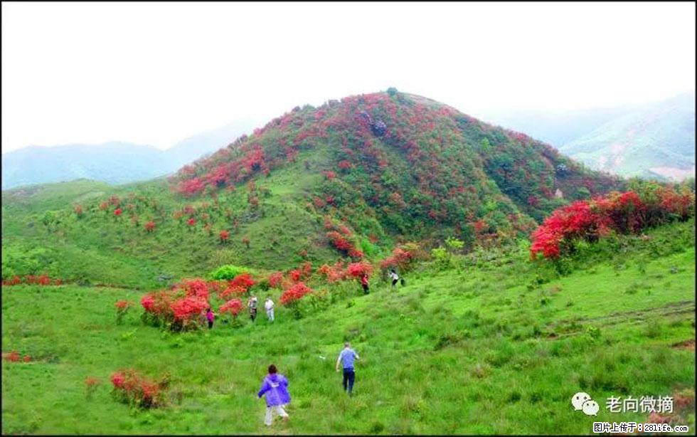 【春天，广西桂林灌阳县向您发出邀请！】宝盖山上映山红 - 游山玩水 - 合肥生活社区 - 合肥28生活网 hf.28life.net