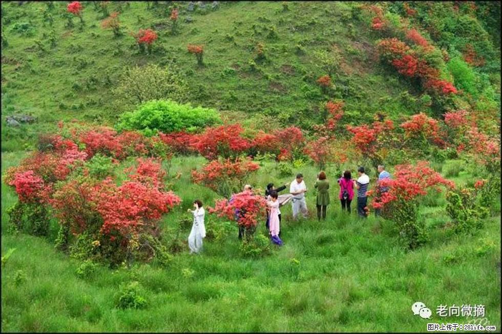 【春天，广西桂林灌阳县向您发出邀请！】宝盖山上映山红 - 游山玩水 - 合肥生活社区 - 合肥28生活网 hf.28life.net