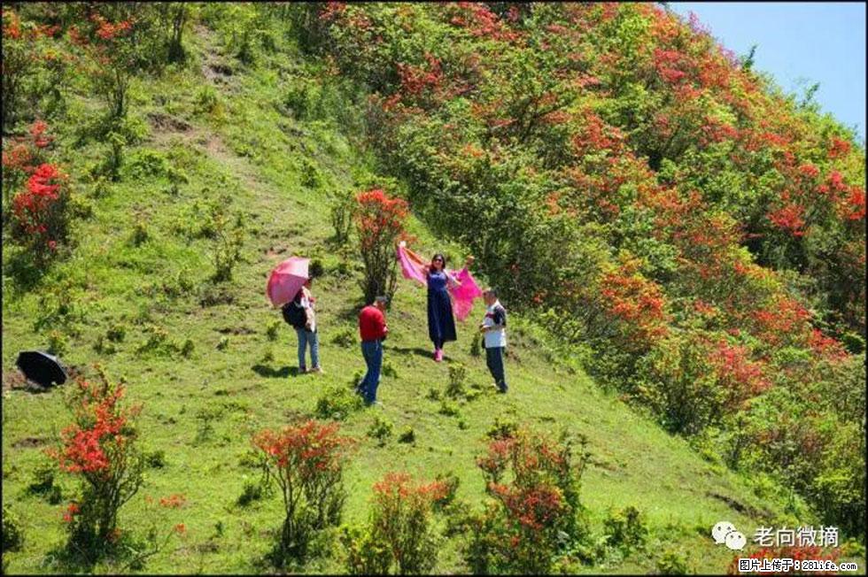 【春天，广西桂林灌阳县向您发出邀请！】宝盖山上映山红 - 游山玩水 - 合肥生活社区 - 合肥28生活网 hf.28life.net