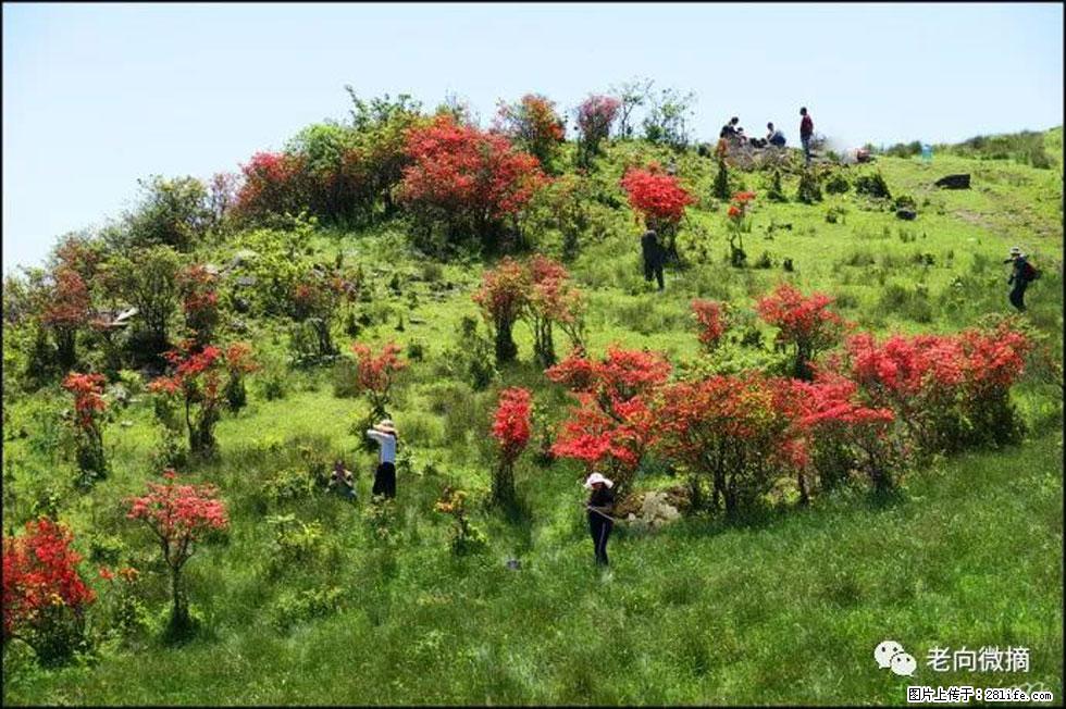 【春天，广西桂林灌阳县向您发出邀请！】宝盖山上映山红 - 游山玩水 - 合肥生活社区 - 合肥28生活网 hf.28life.net