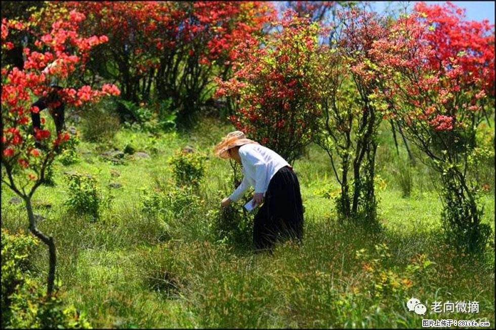 【春天，广西桂林灌阳县向您发出邀请！】宝盖山上映山红 - 游山玩水 - 合肥生活社区 - 合肥28生活网 hf.28life.net