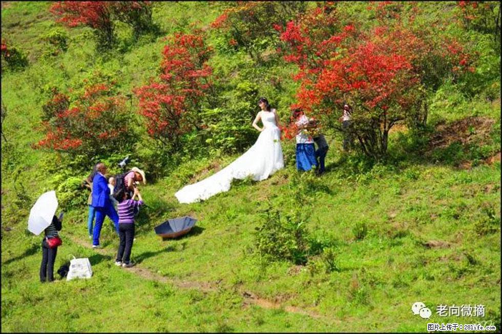 【春天，广西桂林灌阳县向您发出邀请！】宝盖山上映山红 - 游山玩水 - 合肥生活社区 - 合肥28生活网 hf.28life.net