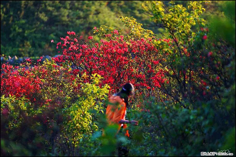 【春天，广西桂林灌阳县向您发出邀请！】春木界上映山红 - 游山玩水 - 合肥生活社区 - 合肥28生活网 hf.28life.net