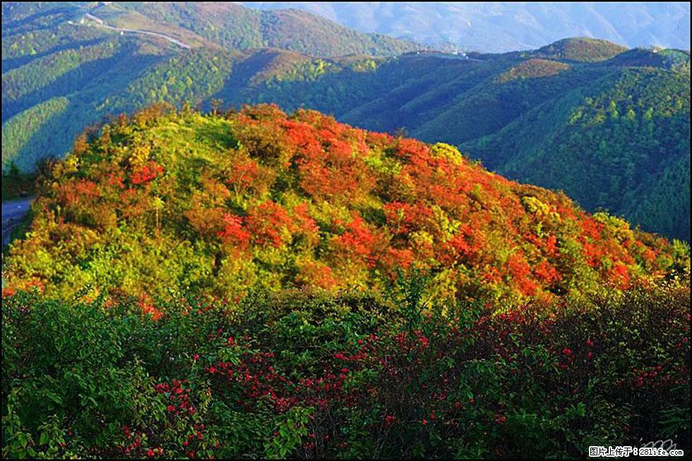 【春天，广西桂林灌阳县向您发出邀请！】春木界上映山红 - 游山玩水 - 合肥生活社区 - 合肥28生活网 hf.28life.net