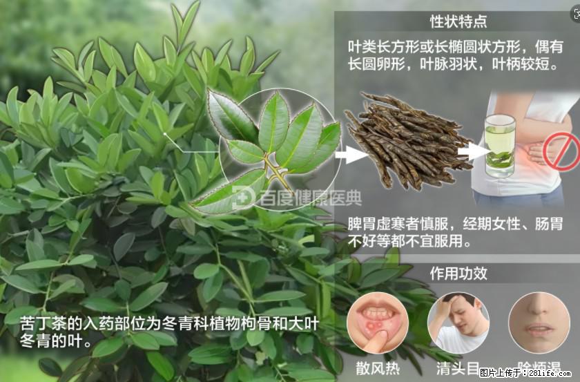 苦丁茶有哪些功效和作用 - 生活百科 - 合肥生活社区 - 合肥28生活网 hf.28life.net