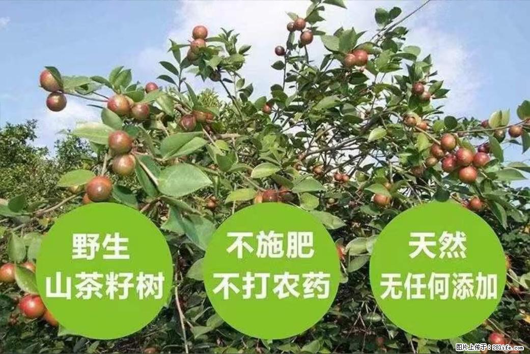 【灌阳县油茶产业示范区】一个有着充实的精神生活的人，对待身外之物自会有一种淡泊的态度 - 土特产 - 饮食特产 - 合肥分类信息 - 合肥28生活网 hf.28life.net