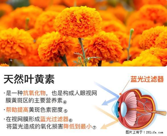 叶黄素有什么功效和作用 - 生活百科 - 合肥生活社区 - 合肥28生活网 hf.28life.net
