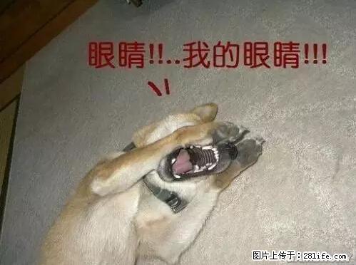 笑癫了！一女的怀孕三年未生，他终于忍不住了... - 娱乐八卦 - 合肥生活社区 - 合肥28生活网 hf.28life.net