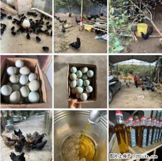 油茶园从小鸡仔开始养起的纯土鸡、土鸡蛋可以预定啦！还有前几天刚榨的纯山茶油哦 - 合肥28生活网 hf.28life.net