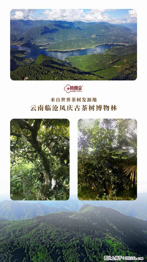 时间果百年古树2025年春红茶 - 购物交流 - 合肥生活社区 - 合肥28生活网 hf.28life.net