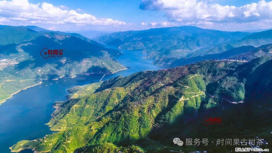 时间果百年古树龙珠普洱生茶 - 购物交流 - 合肥生活社区 - 合肥28生活网 hf.28life.net