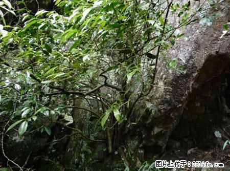 平乐石崖茶，珍贵仅次于金花茶 - 合肥生活资讯 - 合肥28生活网 hf.28life.net