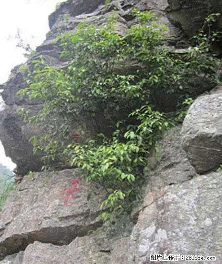 平乐石崖茶，珍贵仅次于金花茶 - 合肥生活资讯 - 合肥28生活网 hf.28life.net
