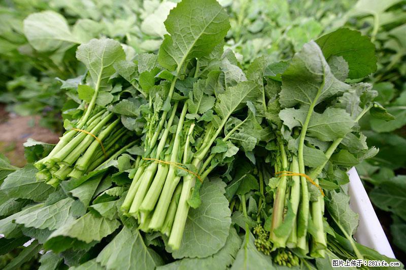 这些蔬菜是“天然钙片”，这6种被医生重点推荐 - 合肥生活资讯 - 合肥28生活网 hf.28life.net
